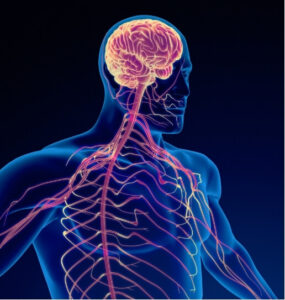 Medical-style illustration of the brain and nervous system for an article about shift work and migraines.