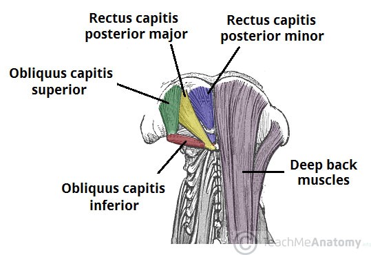 The sub-occipital muscles - image courtest of Teach Me Anatomy.